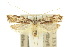  (Sarisophora leucoscia - 10ANIC-05035)  @14 [ ] CreativeCommons - Attribution (2010) CBG Photography Group Centre for Biodiversity Genomics
