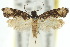  ( - 10ANIC-05066)  @11 [ ] CreativeCommons - Attribution (2010) CBG Photography Group Centre for Biodiversity Genomics