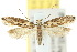  (Tinea corynephora - 10ANIC-05091)  @11 [ ] CreativeCommons - Attribution (2010) CBG Photography Group Centre for Biodiversity Genomics