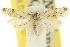  (Tinea drymonoma - 10ANIC-05092)  @11 [ ] CreativeCommons - Attribution (2010) CBG Photography Group Centre for Biodiversity Genomics