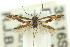  (Hippiochaetes chrysaspis - 10ANIC-05105)  @14 [ ] CreativeCommons - Attribution (2010) CBG Photography Group Centre for Biodiversity Genomics