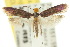  ( - 10ANIC-05106)  @13 [ ] CreativeCommons - Attribution (2010) CBG Photography Group Centre for Biodiversity Genomics