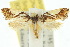  (Monopis cirrhospila - 10ANIC-05113)  @15 [ ] CreativeCommons - Attribution (2010) CBG Photography Group Centre for Biodiversity Genomics