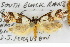  ( - 10ANIC-05125)  @15 [ ] CreativeCommons - Attribution (2010) CBG Photography Group Centre for Biodiversity Genomics
