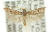  ( - 10ANIC-05133)  @14 [ ] CreativeCommons - Attribution (2010) CBG Photography Group Centre for Biodiversity Genomics