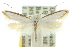  (Nematobola candescens - 10ANIC-05205)  @11 [ ] CreativeCommons - Attribution (2010) CBG Photography Group Centre for Biodiversity Genomics