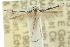  ( - 10ANIC-05219)  @12 [ ] CreativeCommons - Attribution (2010) CBG Photography Group Centre for Biodiversity Genomics