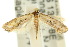  ( - 10ANIC-05321)  @13 [ ] CreativeCommons - Attribution (2010) CBG Photography Group Centre for Biodiversity Genomics