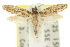  ( - 10ANIC-05333)  @14 [ ] CreativeCommons - Attribution (2010) CBG Photography Group Centre for Biodiversity Genomics