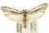  (Myrmecozelinae - 10ANIC-05393)  @15 [ ] CreativeCommons - Attribution (2010) CBG Photography Group Centre for Biodiversity Genomics