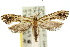  ( - 10ANIC-05425)  @14 [ ] CreativeCommons - Attribution (2010) CBG Photography Group Centre for Biodiversity Genomics