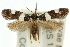  (Analytarcha - 10ANIC-05443)  @15 [ ] CreativeCommons - Attribution (2010) CBG Photography Group Centre for Biodiversity Genomics