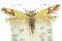  (Tineidae - 10ANIC-05463)  @16 [ ] CreativeCommons - Attribution (2010) CBG Photography Group Centre for Biodiversity Genomics