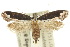 ( - 10ANIC-05472)  @15 [ ] CreativeCommons - Attribution (2010) CBG Photography Group Centre for Biodiversity Genomics