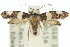  ( - 10ANIC-05482)  @11 [ ] CreativeCommons - Attribution (2010) CBG Photography Group Centre for Biodiversity Genomics