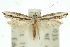  ( - 10ANIC-05488)  @11 [ ] CreativeCommons - Attribution (2010) CBG Photography Group Centre for Biodiversity Genomics