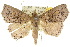  (Tamba tephraea - 10ANIC-05512)  @15 [ ] CreativeCommons - Attribution (2010) CBG Photography Group Centre for Biodiversity Genomics