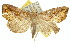  (Plusiodonta coelonota - 10ANIC-05585)  @15 [ ] CreativeCommons - Attribution (2010) CBG Photography Group Centre for Biodiversity Genomics