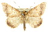  (Plecoptera{Genus_moth - 10ANIC-05717)  @15 [ ] CreativeCommons - Attribution (2010) CBG Photography Group Centre for Biodiversity Genomics