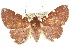  (Saroba trimaculata - 10ANIC-05728)  @14 [ ] CreativeCommons - Attribution (2010) CBG Photography Group Centre for Biodiversity Genomics
