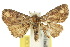  (Catada2 - 10ANIC-05793)  @11 [ ] CreativeCommons - Attribution (2010) CBG Photography Group Centre for Biodiversity Genomics