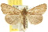  (Neogabara - 10ANIC-05924)  @15 [ ] CreativeCommons - Attribution (2010) CBG Photography Group Centre for Biodiversity Genomics