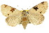  (Agamana plinthochroa - 10ANIC-05969)  @15 [ ] CreativeCommons - Attribution (2010) CBG Photography Group Centre for Biodiversity Genomics