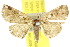  ( - 10ANIC-06036)  @15 [ ] CreativeCommons - Attribution (2010) CBG Photography Group Centre for Biodiversity Genomics