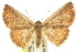  ( - 10ANIC-06038)  @14 [ ] CreativeCommons - Attribution (2010) CBG Photography Group Centre for Biodiversity Genomics