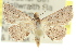  ( - 10ANIC-06230)  @14 [ ] CreativeCommons - Attribution (2010) CBG Photography Group Centre for Biodiversity Genomics