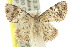  ( - 10ANIC-06239)  @14 [ ] CreativeCommons - Attribution (2010) CBG Photography Group Centre for Biodiversity Genomics