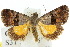  (Ozarba chrysaspis - 10ANIC-06253)  @15 [ ] CreativeCommons - Attribution (2010) CBG Photography Group Centre for Biodiversity Genomics