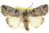  (Prorocopis sp. ANIC4 - 10ANIC-06356)  @15 [ ] CreativeCommons - Attribution (2010) CBG Photography Group Centre for Biodiversity Genomics
