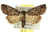  (Prorocopis sp. ANIC16 - 10ANIC-06379)  @15 [ ] CreativeCommons - Attribution (2010) CBG Photography Group Centre for Biodiversity Genomics