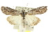  (Stenoprora adelopis - 10ANIC-06399)  @15 [ ] CreativeCommons - Attribution (2010) CBG Photography Group Centre for Biodiversity Genomics