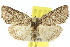  (Hypoprora tortuosa - 10ANIC-06420)  @15 [ ] CreativeCommons - Attribution (2010) CBG Photography Group Centre for Biodiversity Genomics