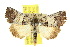  (Prorocopis acroleuca - 10ANIC-06426)  @15 [ ] CreativeCommons - Attribution (2010) CBG Photography Group Centre for Biodiversity Genomics