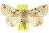  (Alophosoma hypoxantha - 10ANIC-06434)  @15 [ ] CreativeCommons - Attribution (2010) CBG Photography Group Centre for Biodiversity Genomics