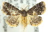  (Eublemma iophaenna - 10ANIC-06470)  @15 [ ] CreativeCommons - Attribution (2010) CBG Photography Group Centre for Biodiversity Genomics