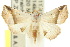  ( - 10ANIC-06535)  @15 [ ] CreativeCommons - Attribution (2010) CBG Photography Group Centre for Biodiversity Genomics