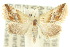  ( - 10ANIC-06749)  @14 [ ] CreativeCommons - Attribution (2010) CBG Photography Group Centre for Biodiversity Genomics