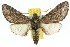  (Hopliocnema - 10ANIC-07401)  @15 [ ] CreativeCommons - Attribution (2010) CBG Photography Group Centre for Biodiversity Genomics
