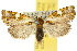  (Prometopus - 10ANIC-07497)  @15 [ ] CreativeCommons - Attribution (2010) CBG Photography Group Centre for Biodiversity Genomics