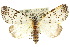  (Thalatha artificiosa - 10ANIC-07512)  @15 [ ] CreativeCommons - Attribution (2010) CBG Photography Group Centre for Biodiversity Genomics