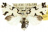  (Thalatha melaleuca - 10ANIC-07524)  @15 [ ] CreativeCommons - Attribution (2010) CBG Photography Group Centre for Biodiversity Genomics