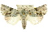  (Acronicta psorallina - 10ANIC-07553)  @16 [ ] CreativeCommons - Attribution (2010) CBG Photography Group Centre for Biodiversity Genomics