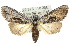  (Calophasidia dentifera - 10ANIC-07651)  @15 [ ] CreativeCommons - Attribution (2010) CBG Photography Group Centre for Biodiversity Genomics
