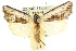  ( - 10ANIC-07662)  @15 [ ] CreativeCommons - Attribution (2010) CBG Photography Group Centre for Biodiversity Genomics