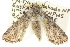  (Calophasidia sp. ANIC5 - 10ANIC-07665)  @14 [ ] CreativeCommons - Attribution (2010) CBG Photography Group Centre for Biodiversity Genomics