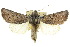  (Calophasidia sp. ANIC8 - 10ANIC-07670)  @15 [ ] CreativeCommons - Attribution (2010) CBG Photography Group Centre for Biodiversity Genomics
